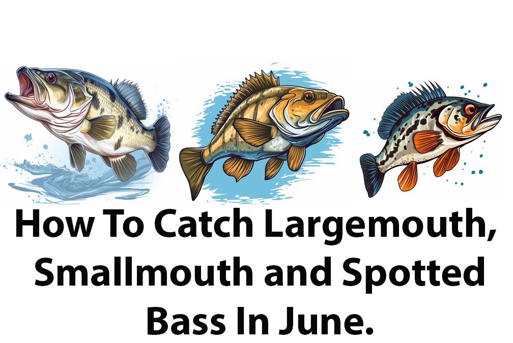 How To Catch Bass In June