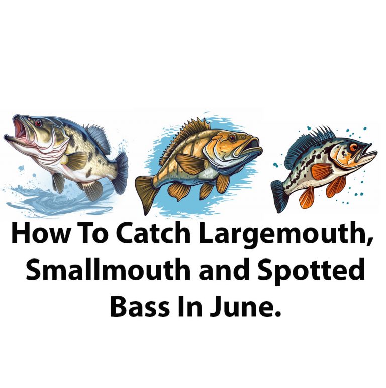 How To Catch Bass In June