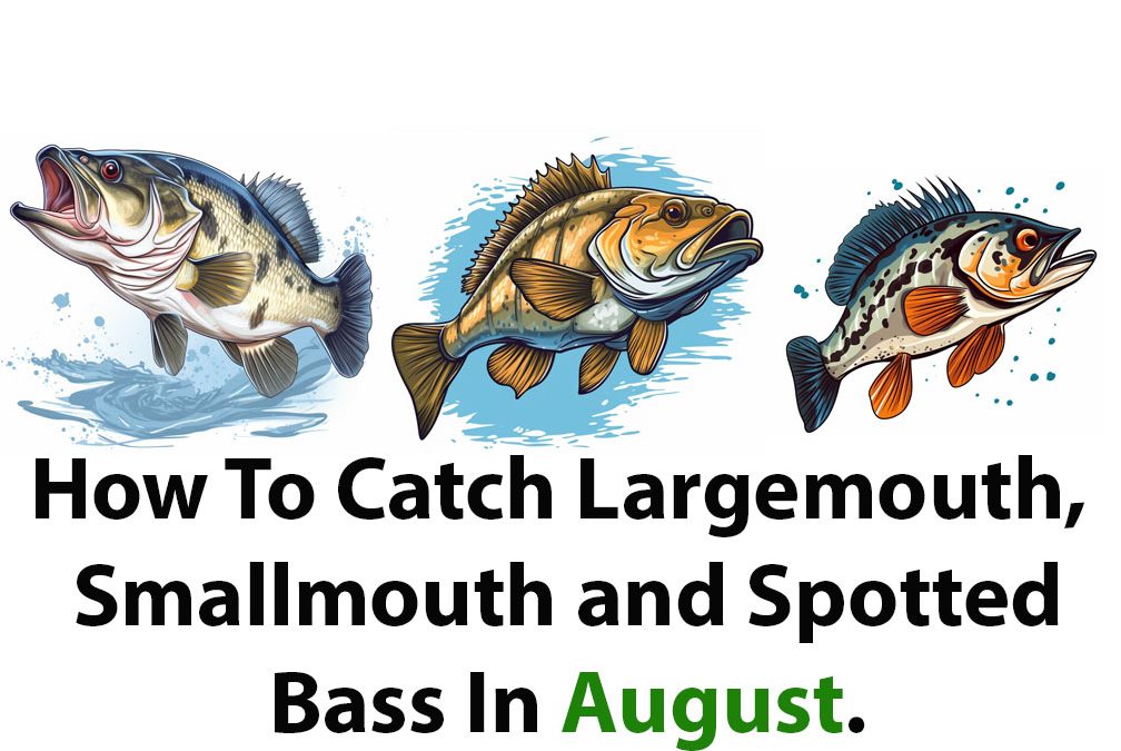 How To Catch Bass In August