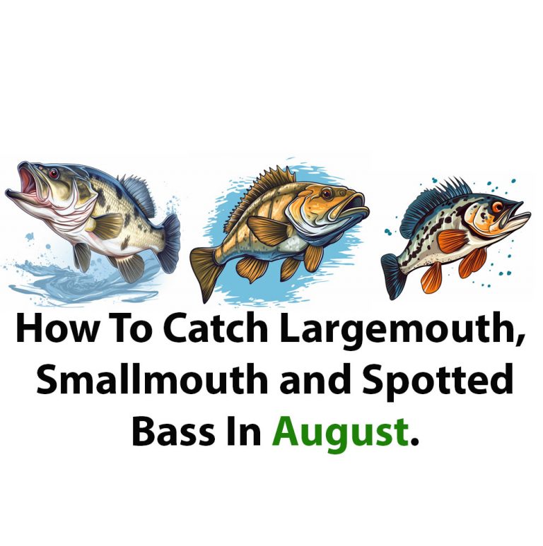 How To Catch Bass In August